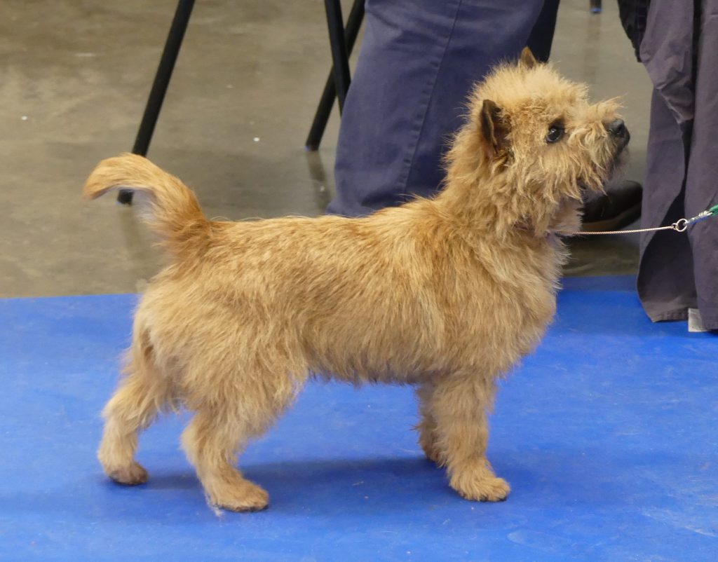 A Cairn Terrier standing alert on blue flooring, with a person partially visible in the background.
