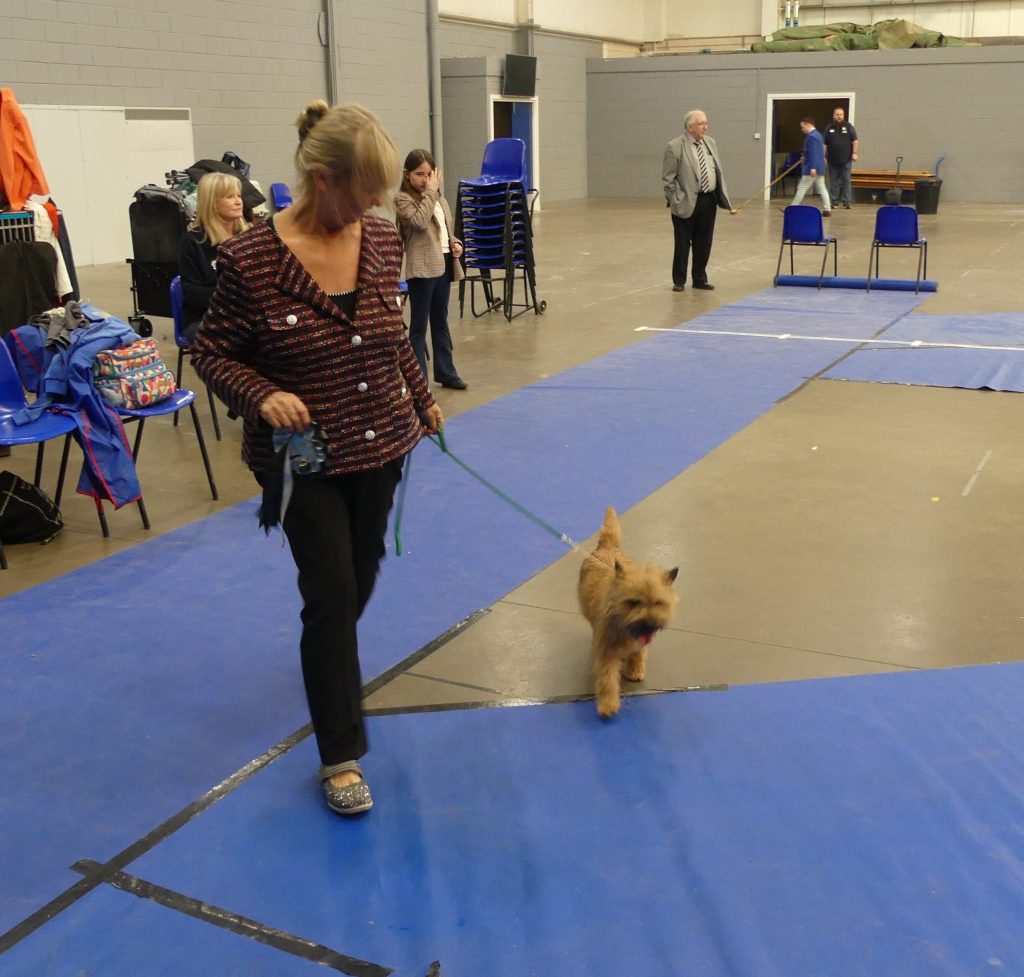 A woman walking a small dog on a blue mat in an indoor space, surrounded by people and chairs.