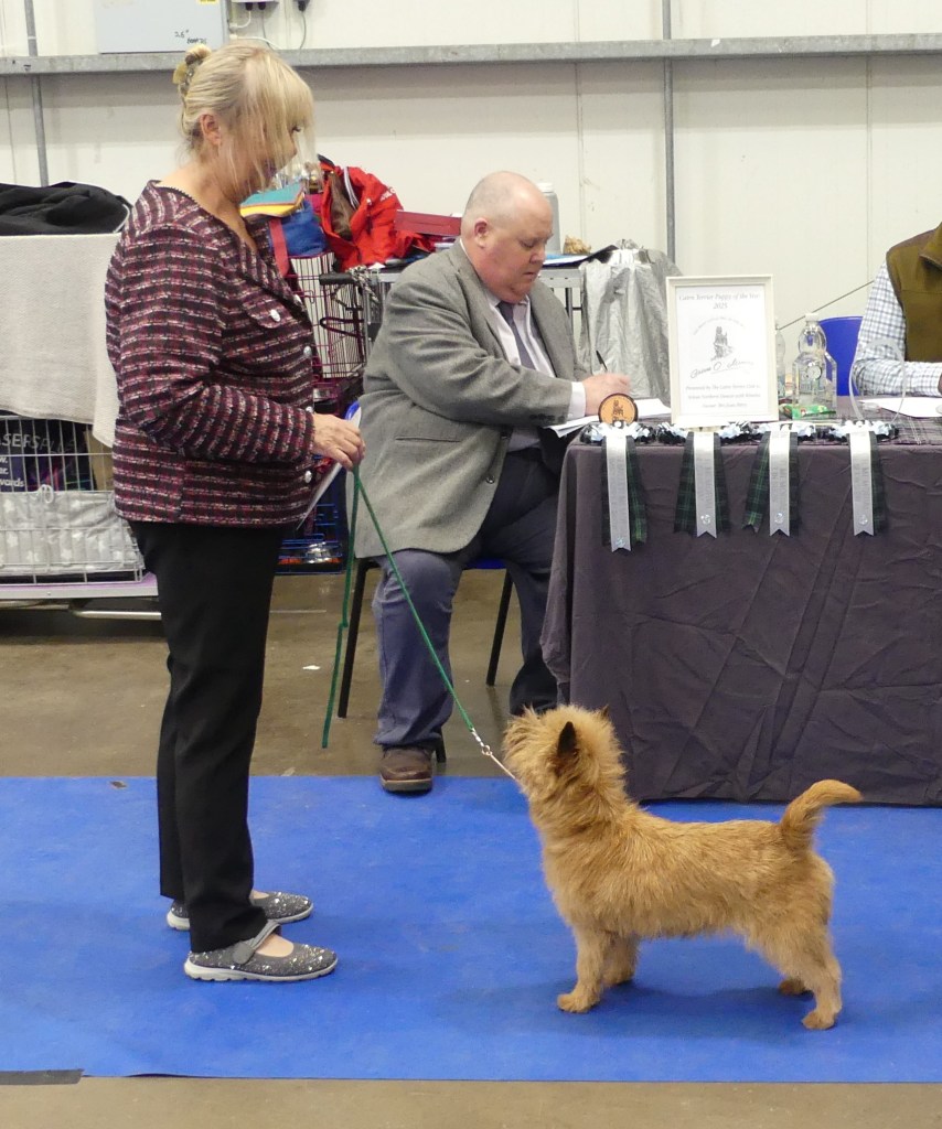 A woman holding a lead with a terrier dog, while a man sits at a table observing the dog show, with certificates and ribbons displayed on the table.