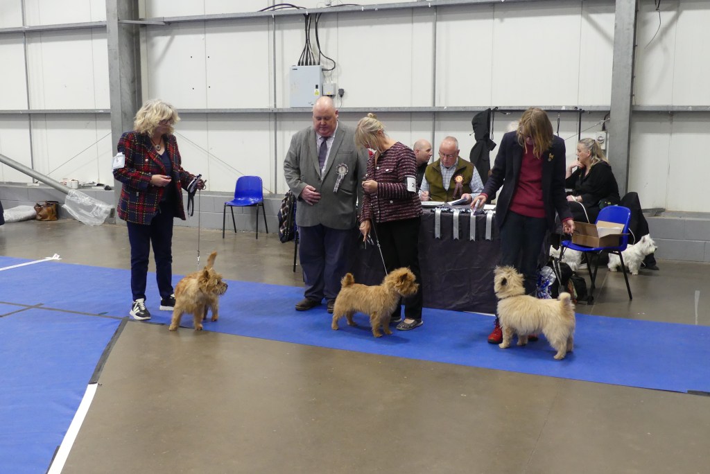 A group of people at a dog show, with two pet dogs being presented in the foreground. The judge is wearing a rosette and examining the dogs, while onlookers and a table with awards can be seen in the background.