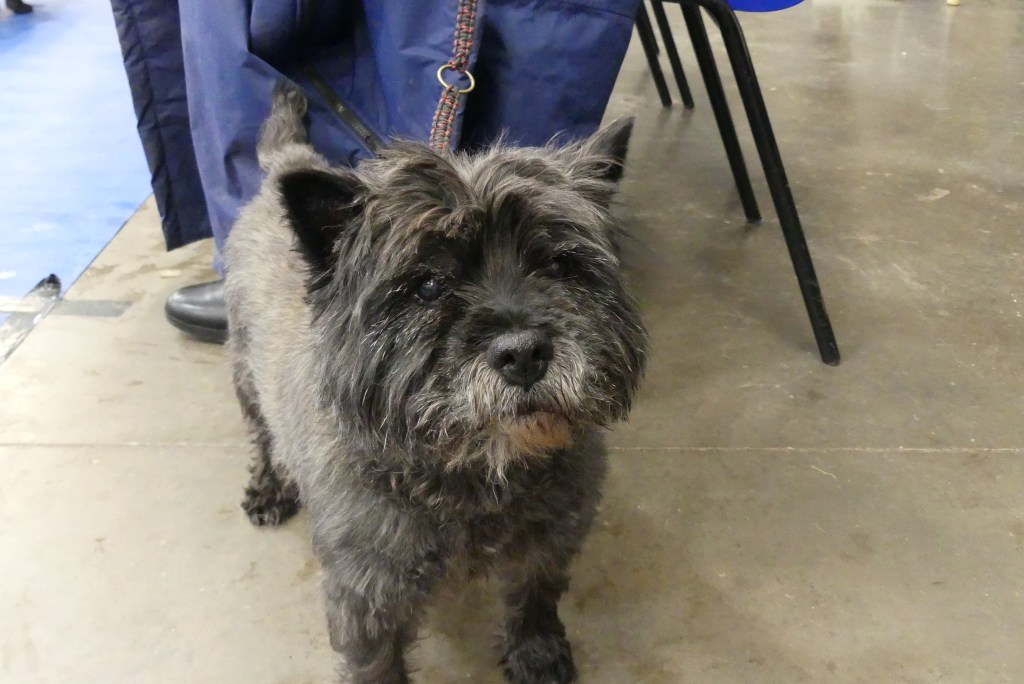 A small, scruffy black dog with a distinctive coat, standing on a concrete floor in an indoor setting, with a person in a blue jacket partially visible in the background.